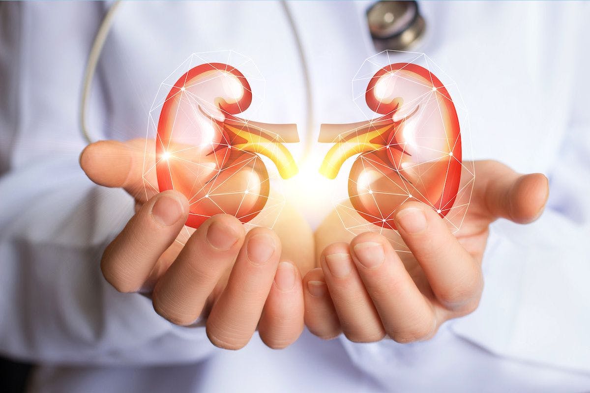 physician doctor kidney health: © natali_mis - stock.adobe.com