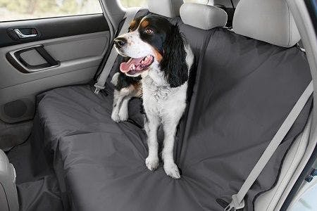 Dog with car seat protector