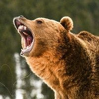6 Things to Do in a Bear Market