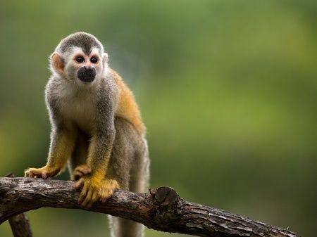 Squirrel Monkey in Costa Rica