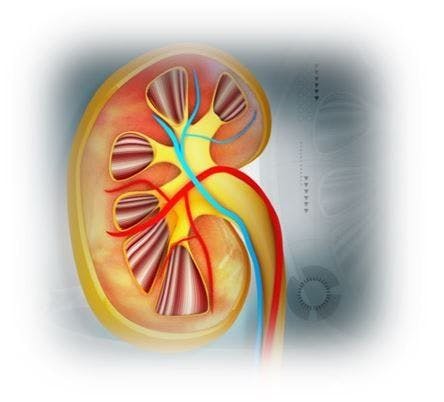 Hep-c infected kidneys is safe