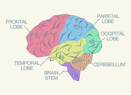 The parts of the human brain