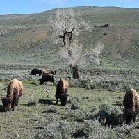 Yellowstone National Park's Wildlife: Bison and More