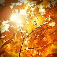 The 10 Top Fall Foliage Sites