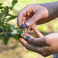 Picking Blueberries