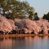 6 Things to Do During DC's Cherry Blossom Season