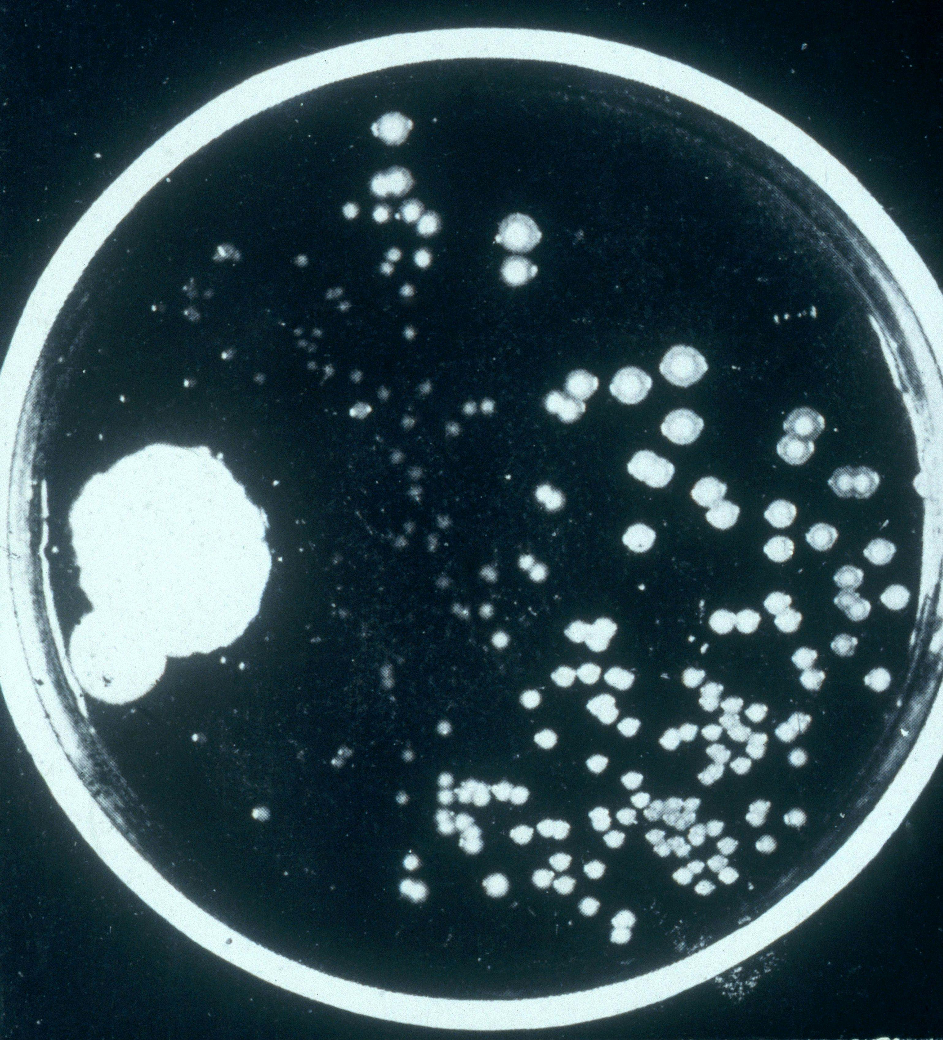 Historic image of Alexander Fleming's original "contaminated" plate which led to the discovery of penicillin. Image credit: Biophoto Associates / Science Source