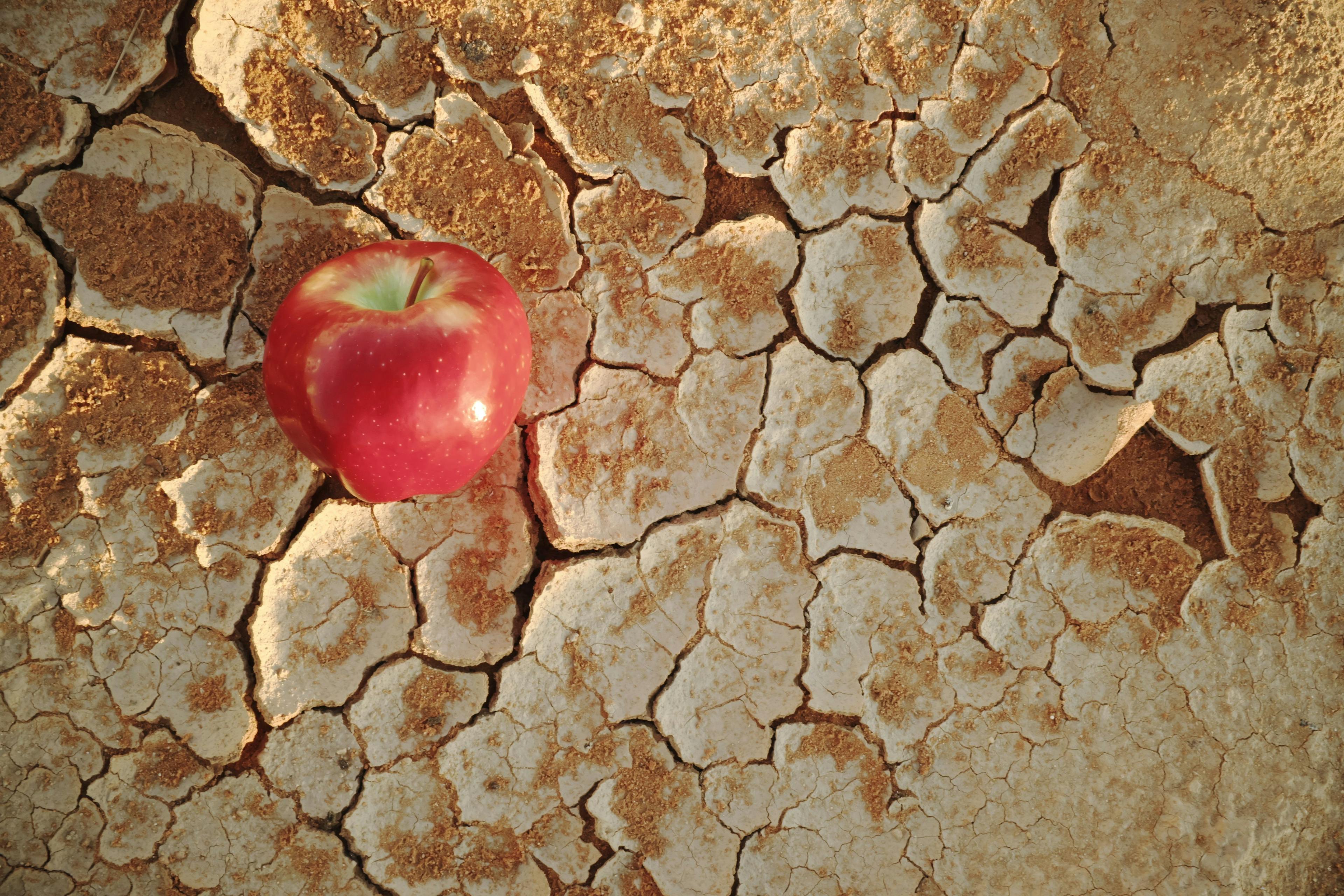 apple in a desert concept no food